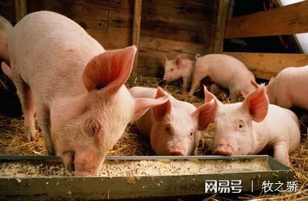 豬場保健養大于防、防大于治的科學理念解析